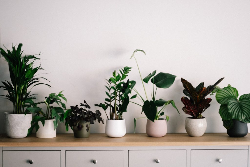planten water geven tijdens de vakantie