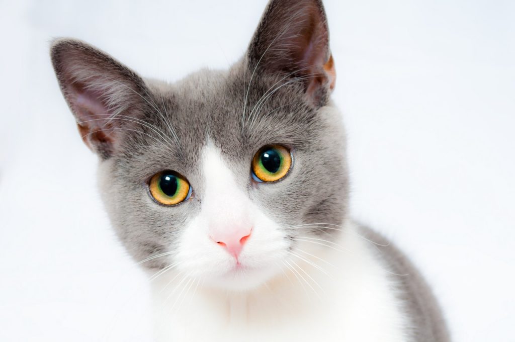 kattenverjagers