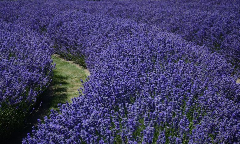 Photo of Planten tegen muggen