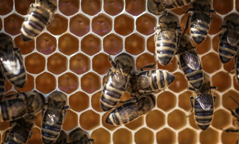 Photo of Wat te doen bij een wespenplaag?