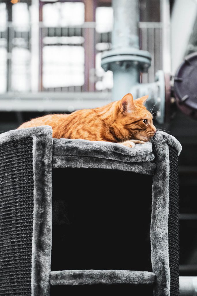 Een krabpaal of krabton kopen?