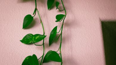 Photo of Zo zorg je voor een prachtige taxus door te snoeien