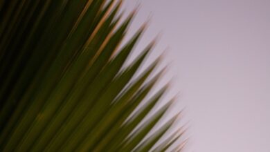 Photo of Zo houd je pampasgras prachtig: zo werkt snoeien