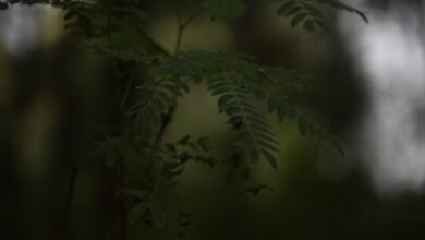 Photo of Perenboom snoeien voor gezonde bomen en veel peren