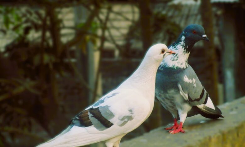 Photo of Het liefdesleven van Sophie Hermans en haar vriendin
