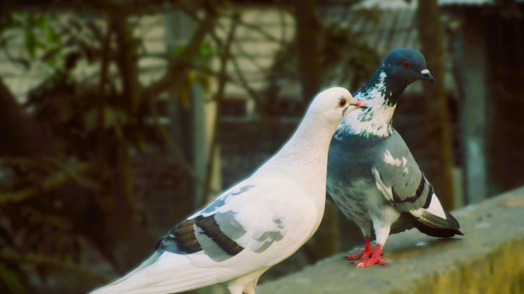 Het liefdesleven van Sophie Hermans en haar vriendin