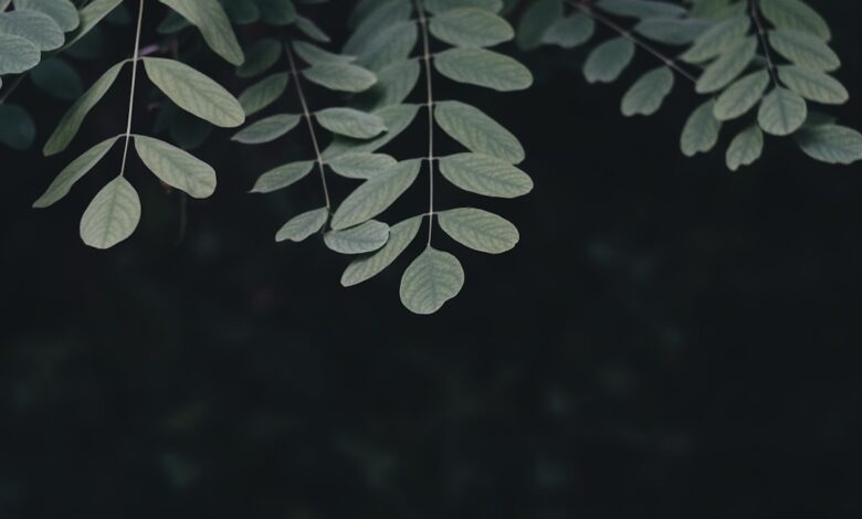 Photo of Het juiste moment voor het snoeien van hedera: tips en uitleg