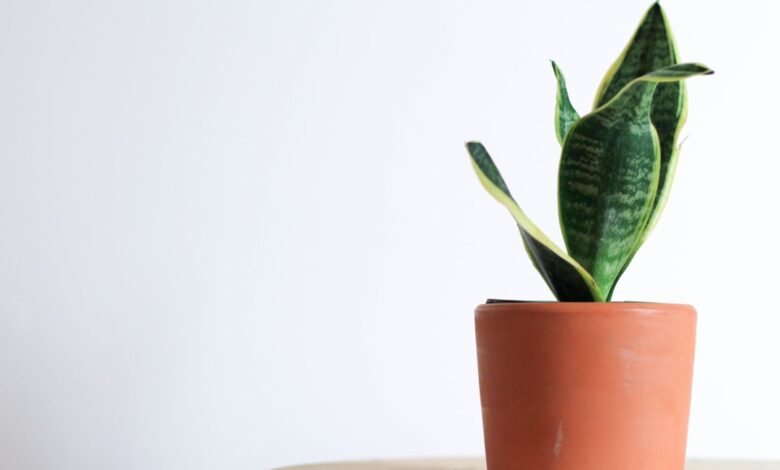 Photo of Lavendel snoeien: zo kort knip je voor een gezonde plant