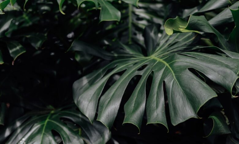 Photo of Zo zorg je met snoeien voor een bloeiende blauwe regen