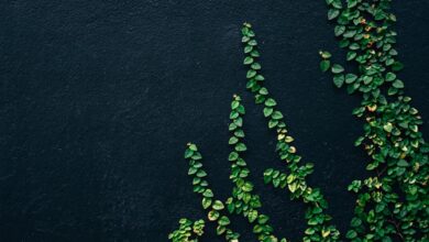Photo of Zo blijft lavendel mooi: het beste moment om lavendel te snoeien