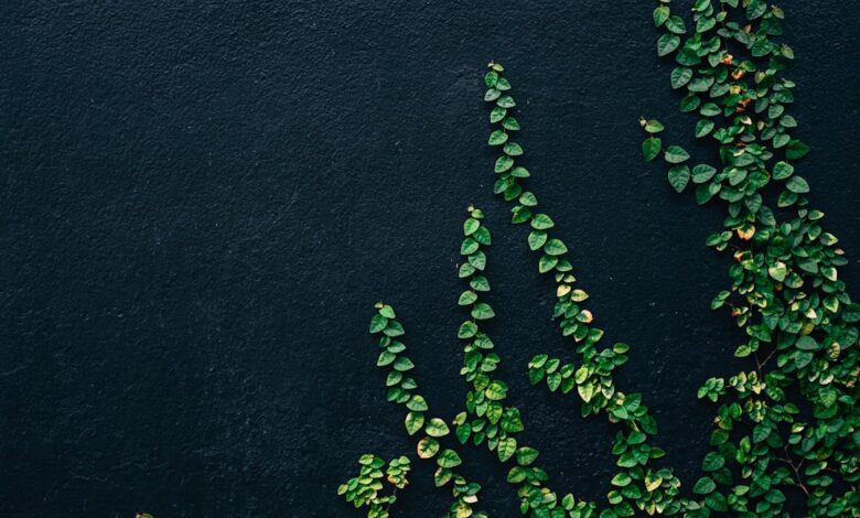 Photo of Zo blijft lavendel mooi: het beste moment om lavendel te snoeien