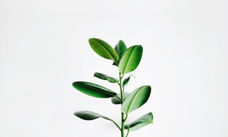 Photo of Vuurdoorn snoeien voor een gezonde en mooie struik