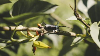 Photo of Kevers in huis: alles wat je moet weten over deze ongewenste gasten