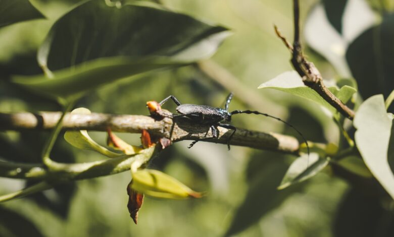 Photo of Kevers in huis: alles wat je moet weten over deze ongewenste gasten