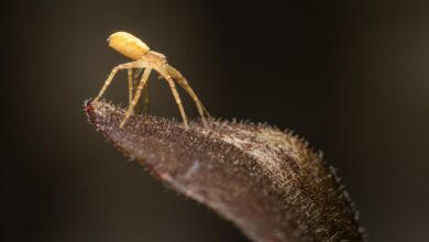 Photo of Vlooien in huis herkennen en tegengaan: praktische tips voor iedereen