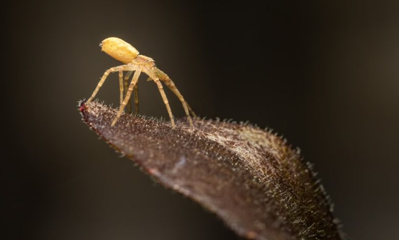 Photo of Vlooien in huis herkennen en tegengaan: praktische tips voor iedereen