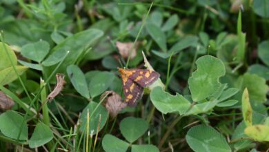 Photo of Motjes in huis: wat kun je doen tegen deze kleine plaag?