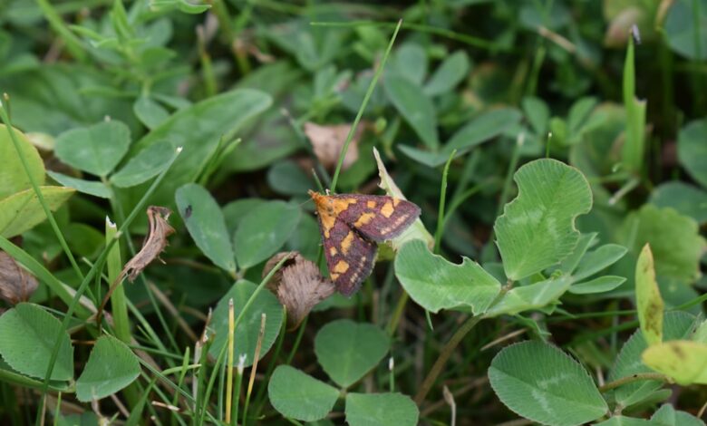 Photo of Motjes in huis: wat kun je doen tegen deze kleine plaag?