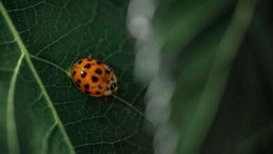 Photo of Lieveheersbeestjes in huis: wat betekent het en wat kun je doen?