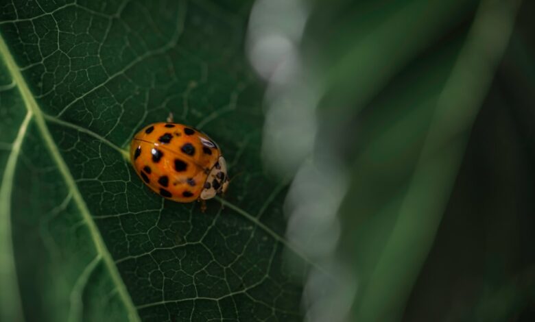 Photo of Lieveheersbeestjes in huis: wat betekent het en wat kun je doen?